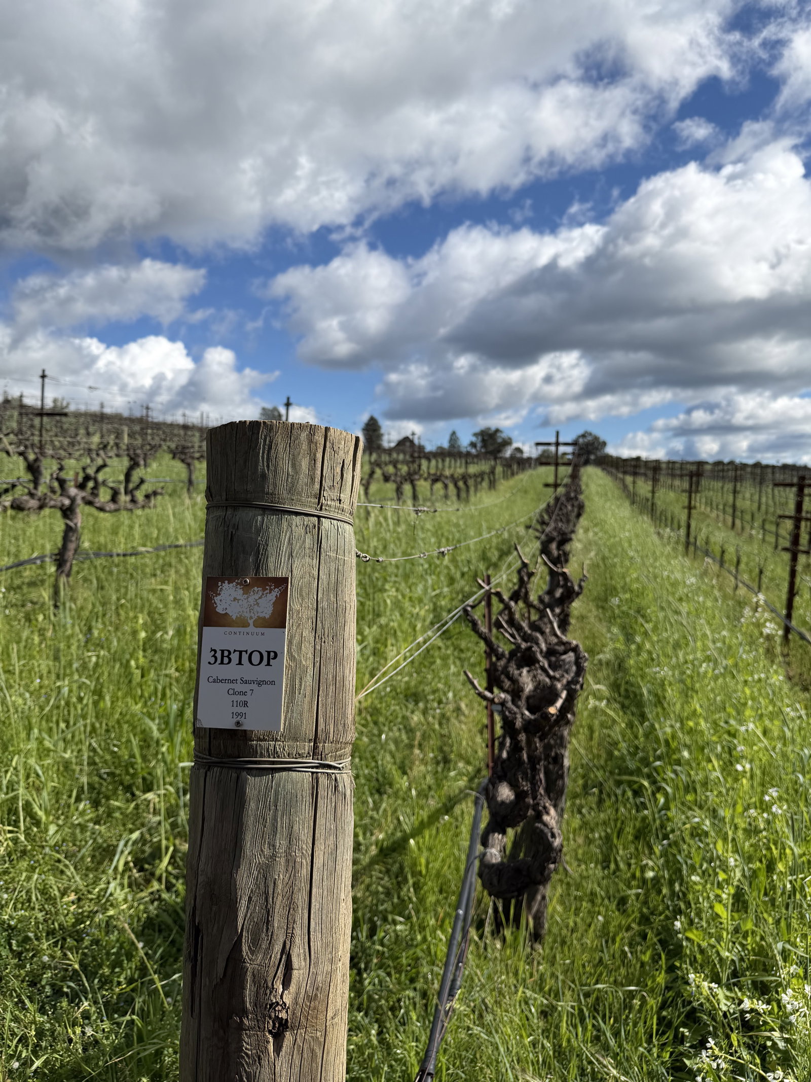 Cabernet Sauvignon block marker in the vineyard rows at Continuum Estate