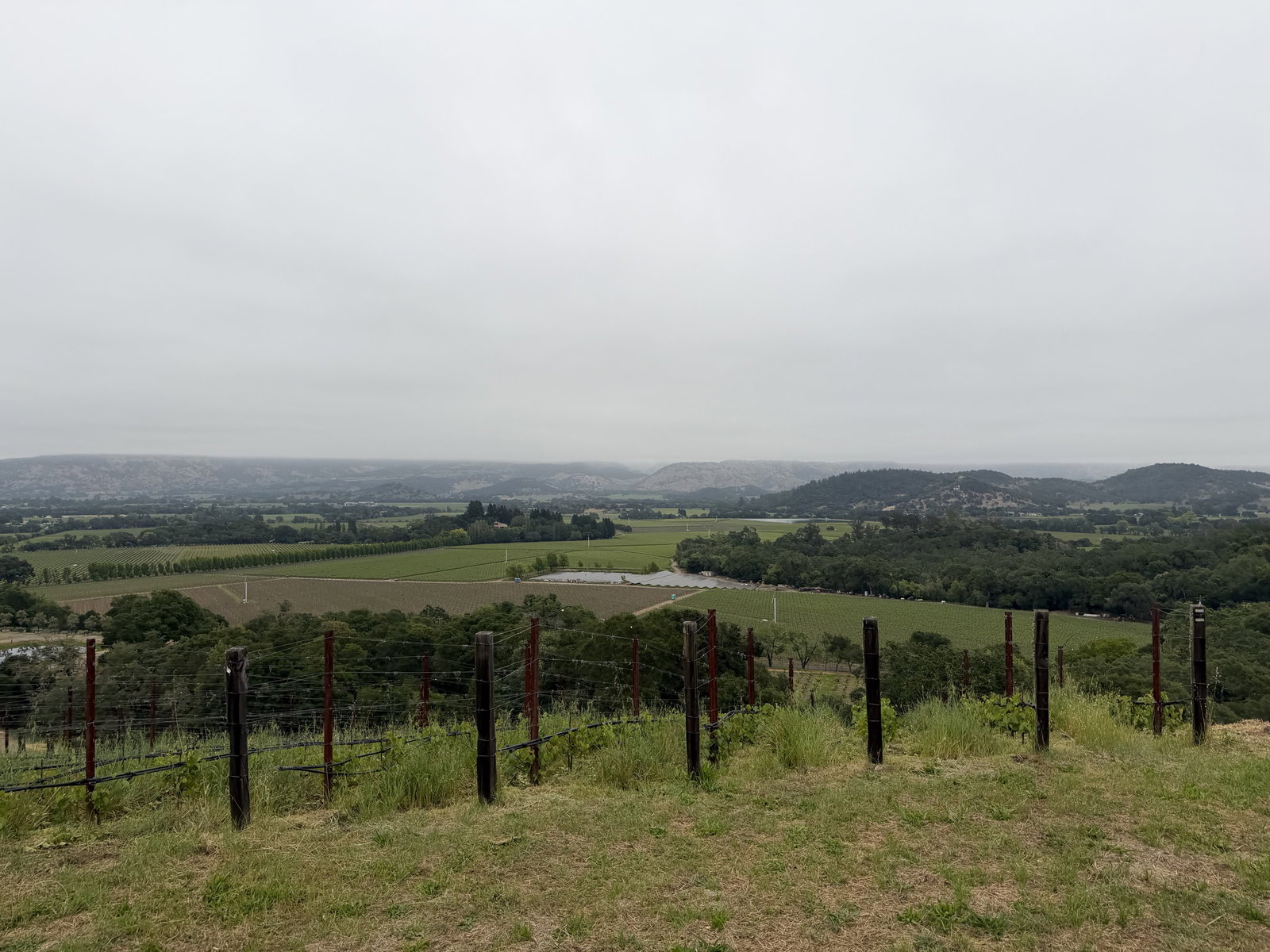 Hilltop vineyard view over Oakville during The Mascot Dawn Patrol