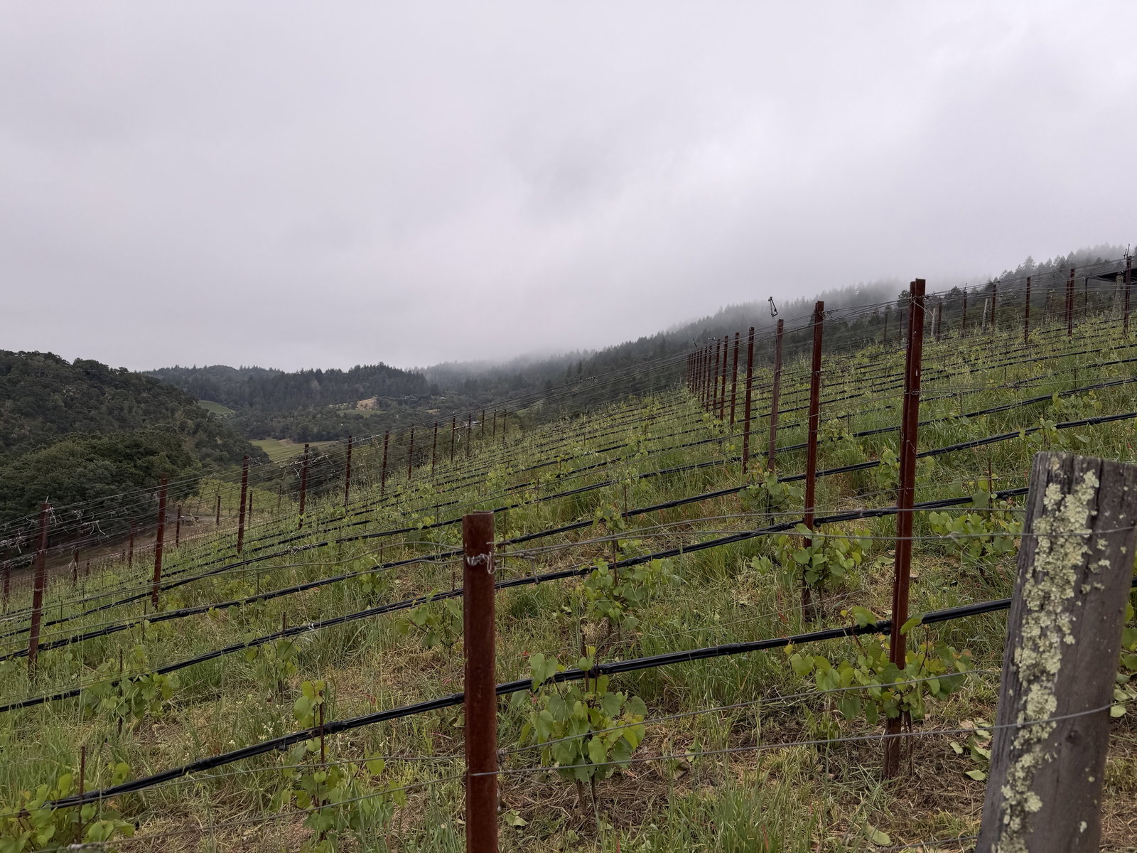 Fog over young vineyard rows during The Mascot Dawn Patrol in Oakville