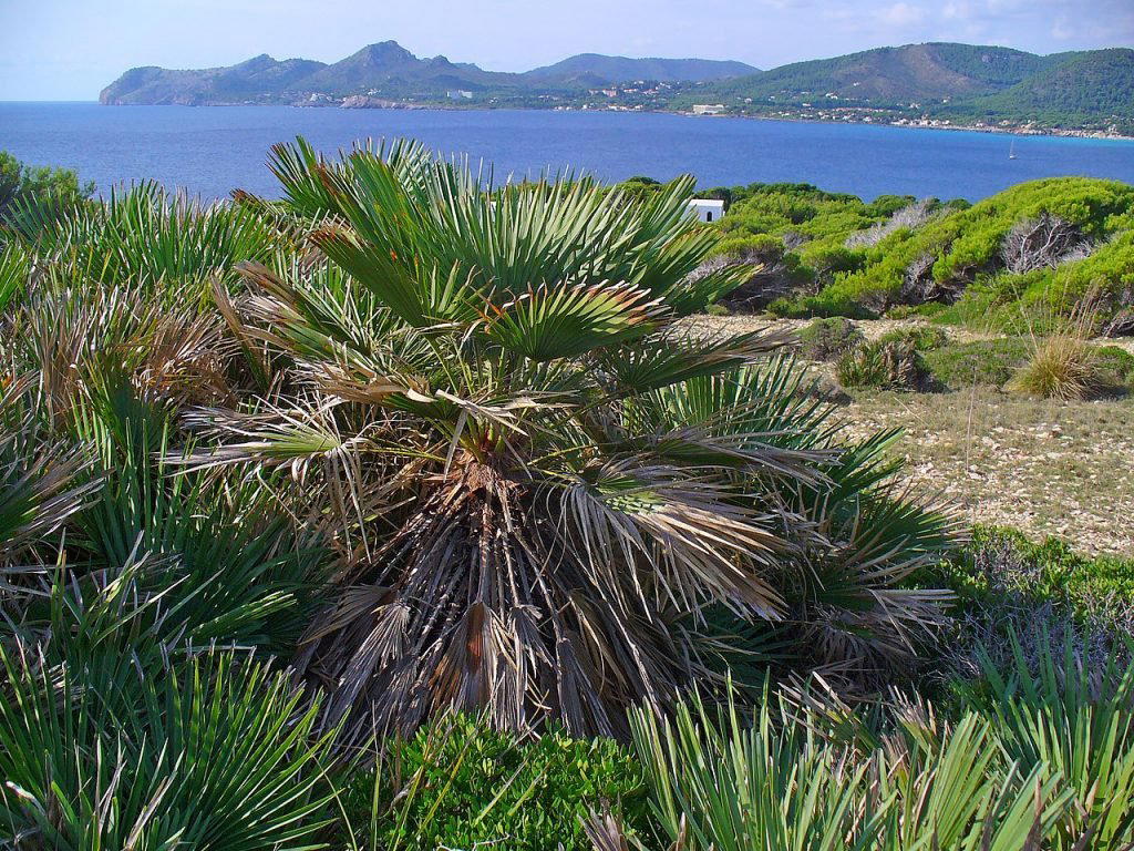 Palmeira, Portugal