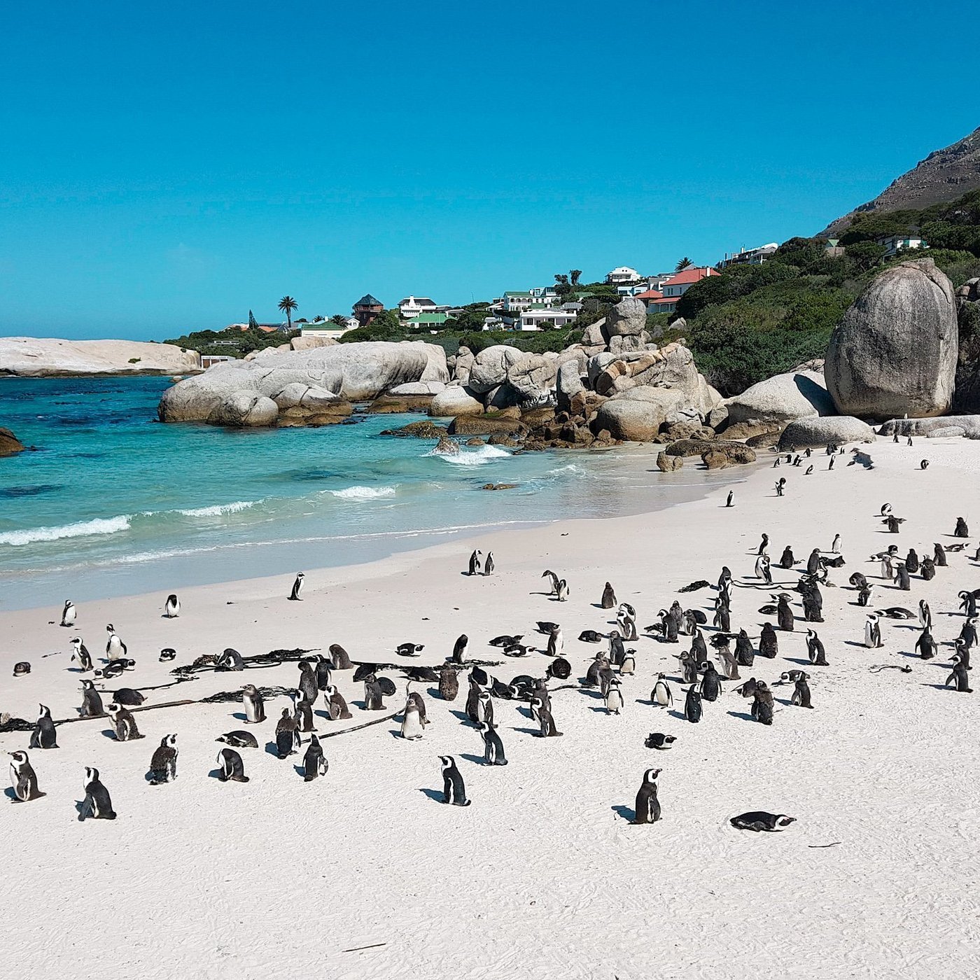 Simon's Town, South Africa