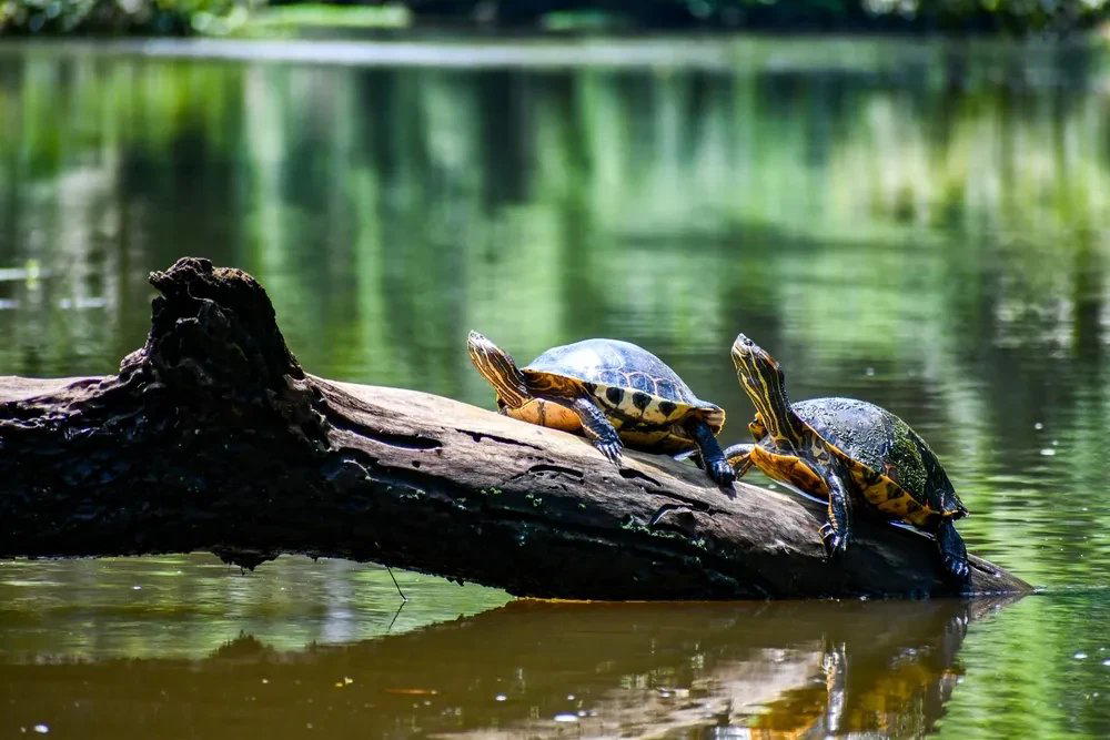 Tortuguero, Costa Rica