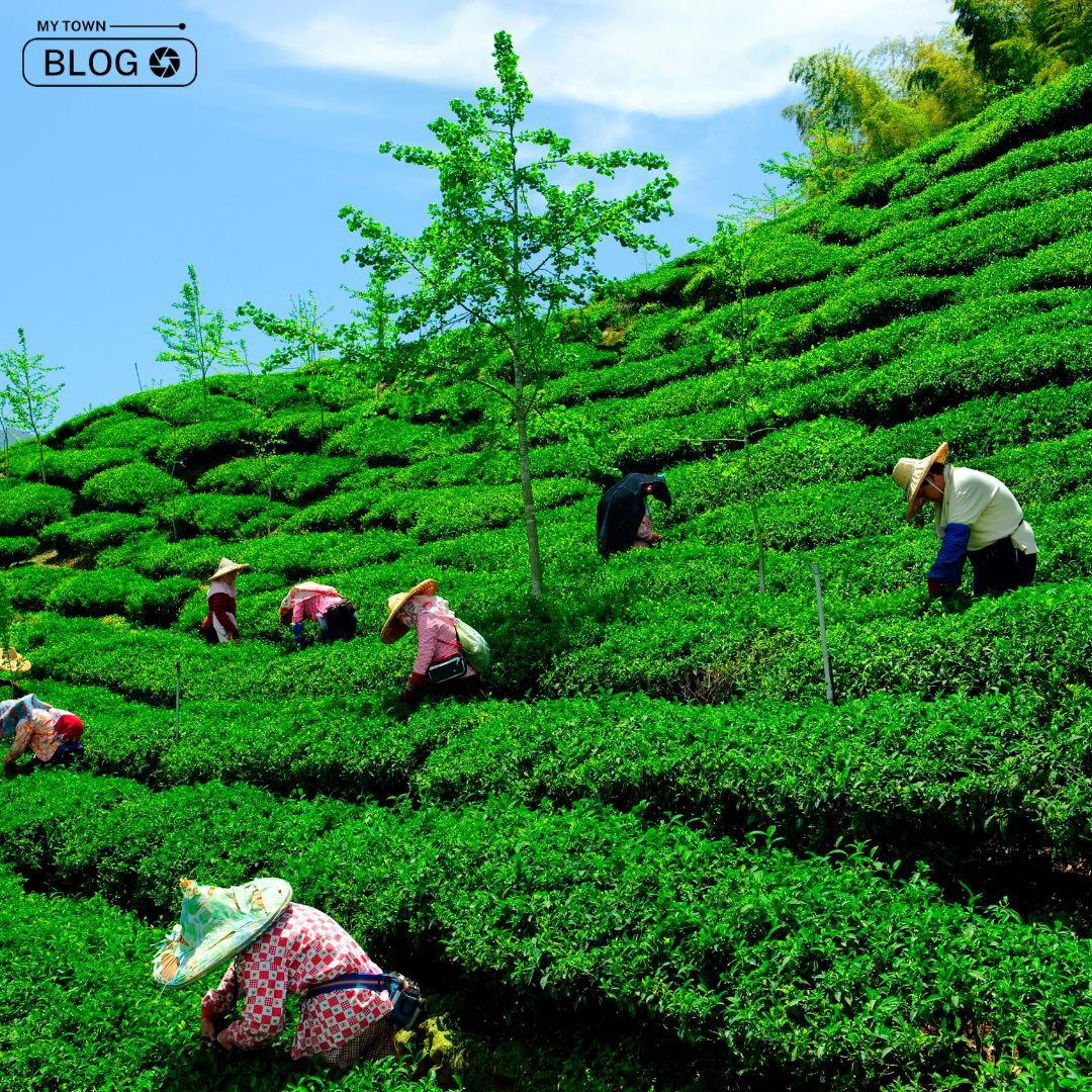 Kambal Tea Garden, India