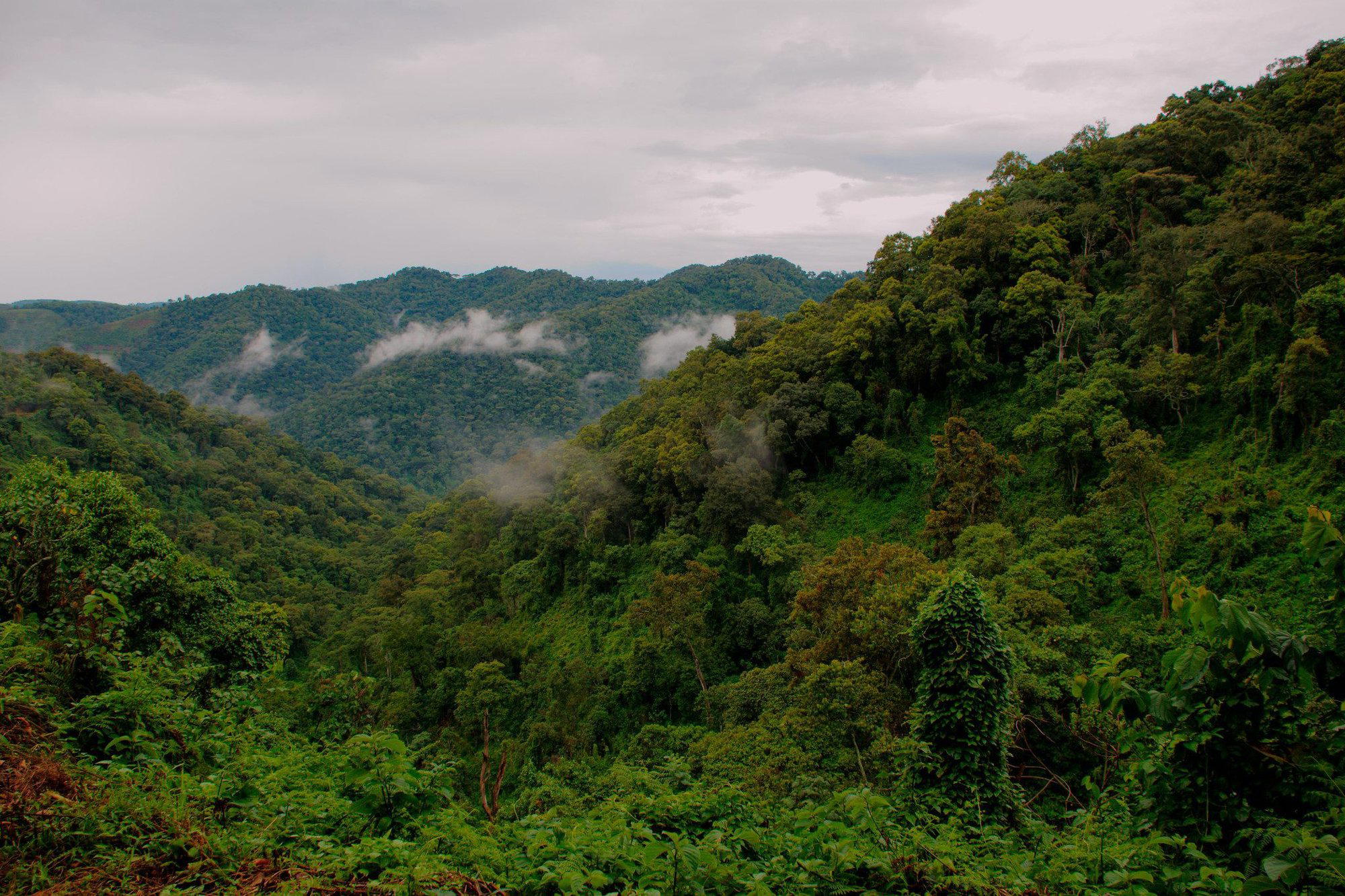 Bwindi Impenetrable National Park, Uganda