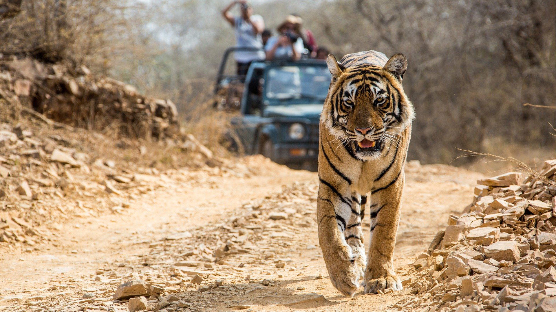 Bandhavgarh, India