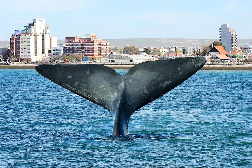 Puerto Madryn, Argentina