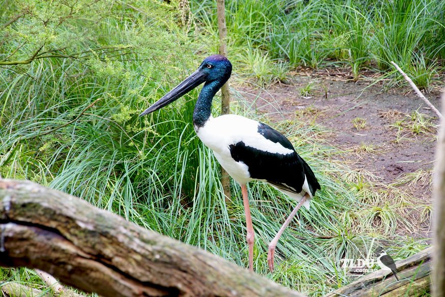 Jabiru, Australia