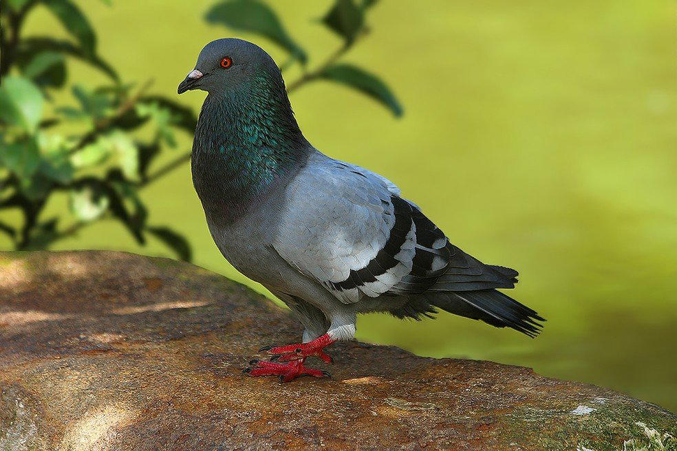 Pombos, Brazil