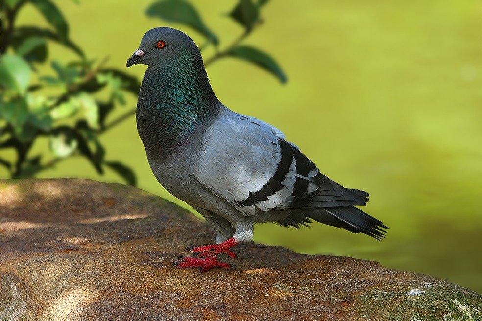 Pombos, Brazil