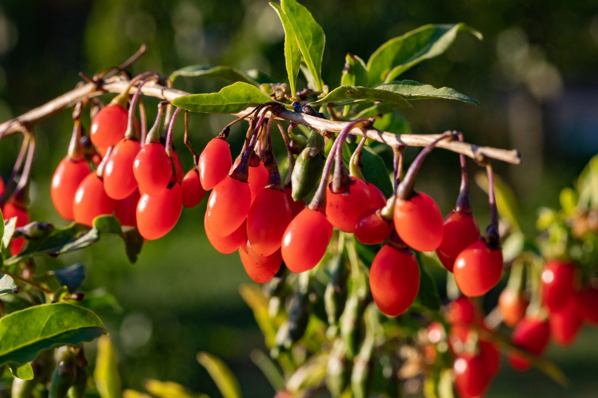 Gro Beeren, Germany