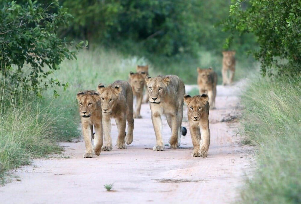 Thornybush Game Reserve, South Africa