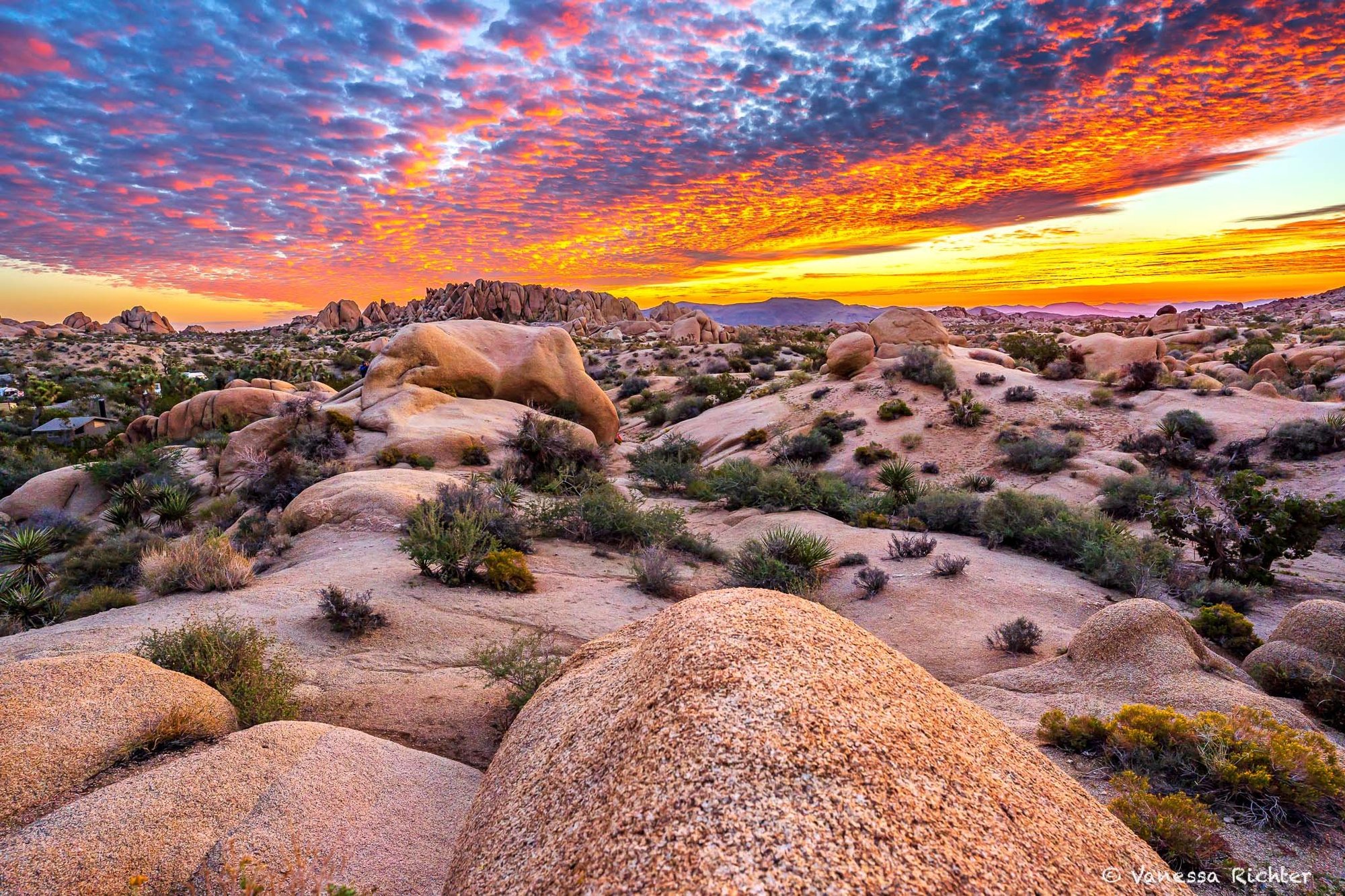 Joshua Tree, United States