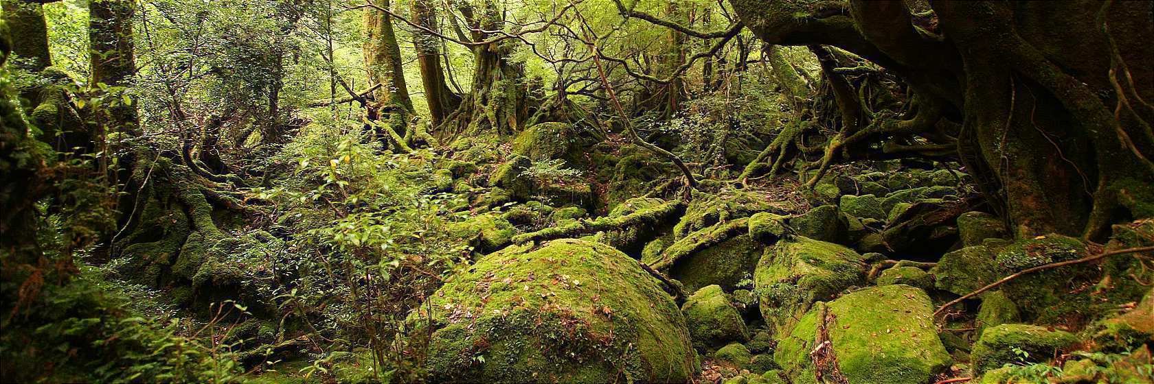 Yakushima, Japan