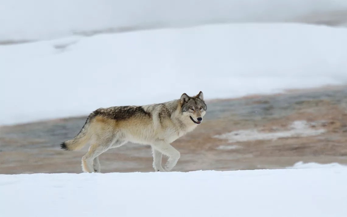 Wolf, United States