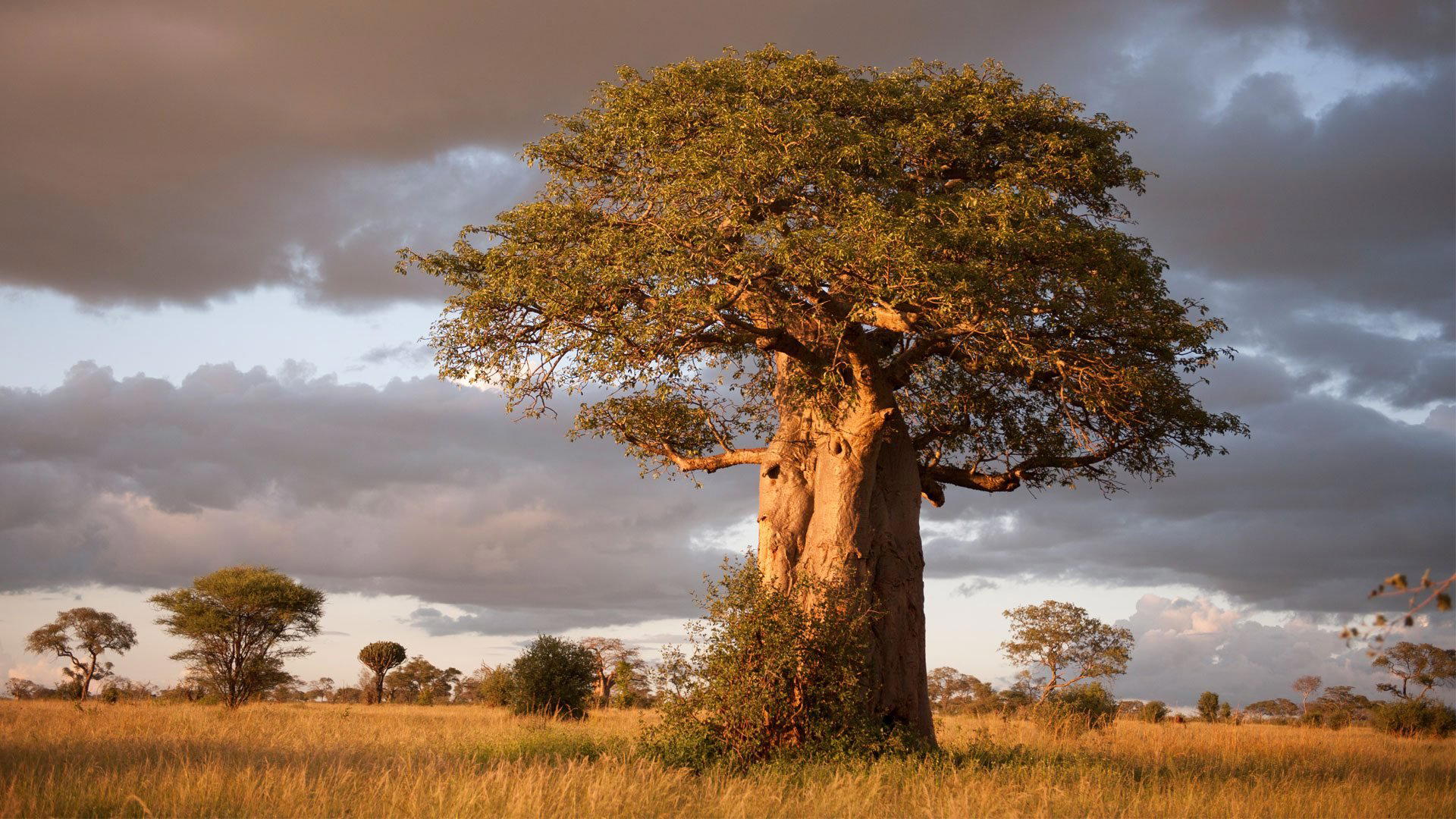 Tarangire National Park, Tanzania