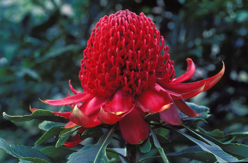 Waratah, Australia