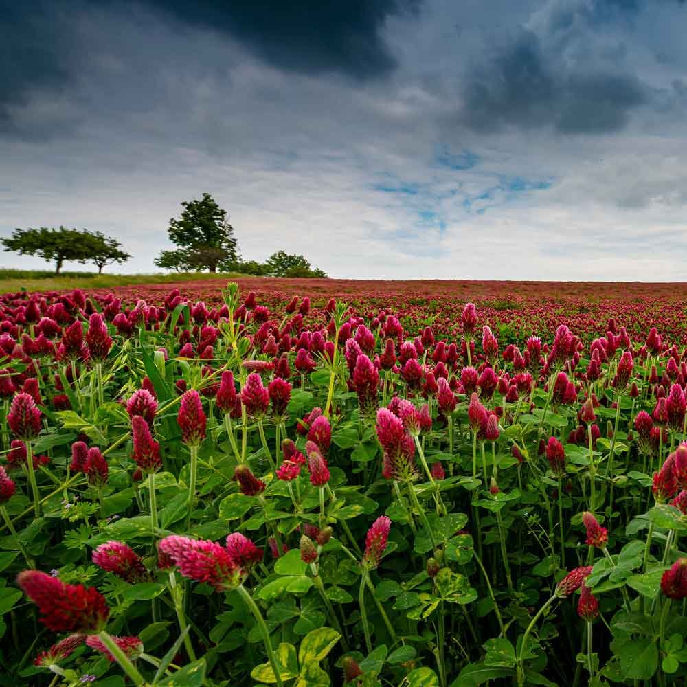 Clover, United States