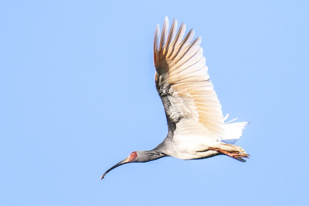Toki, Japan