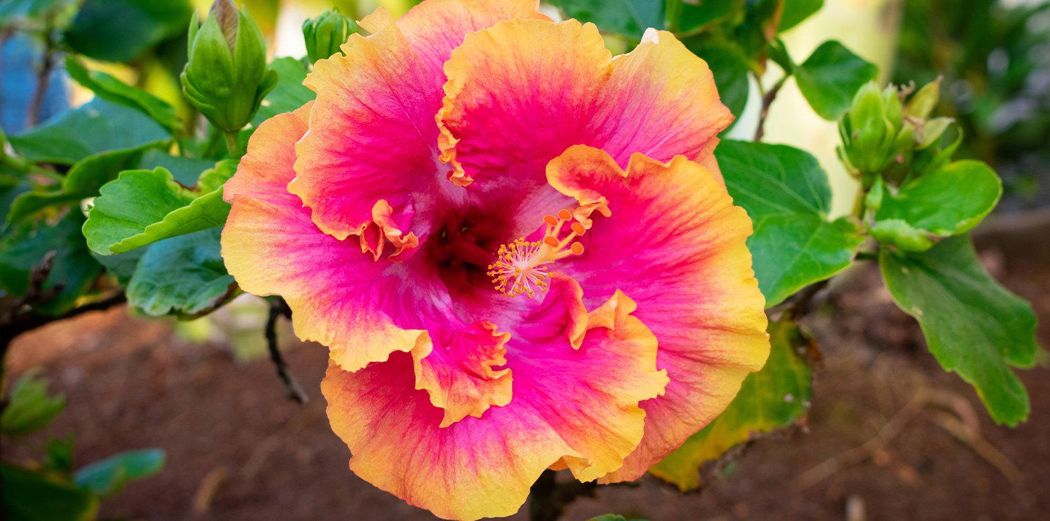 Hibiscus, United States