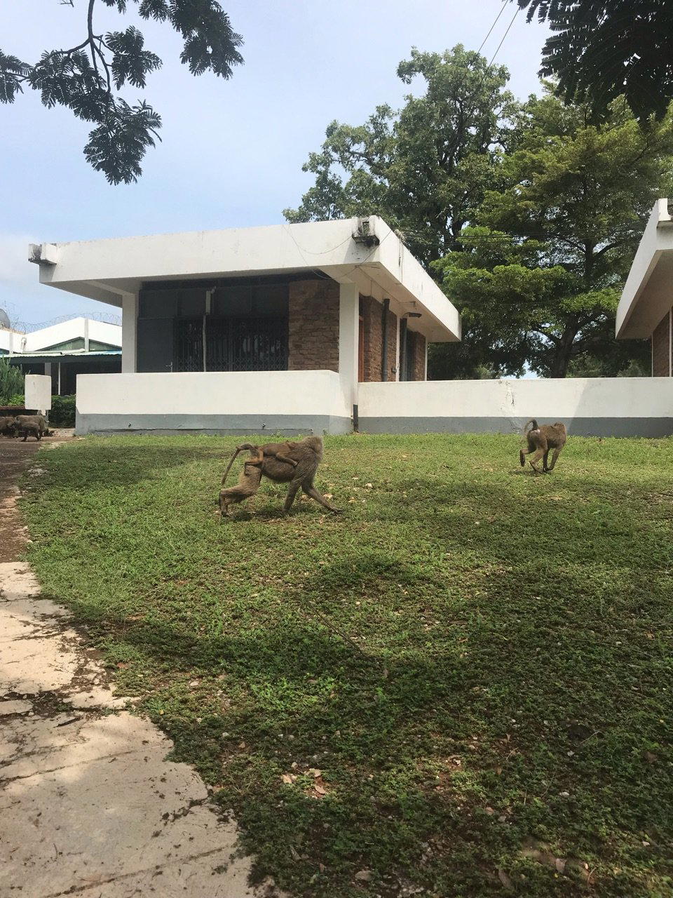 Mole Village, Ghana