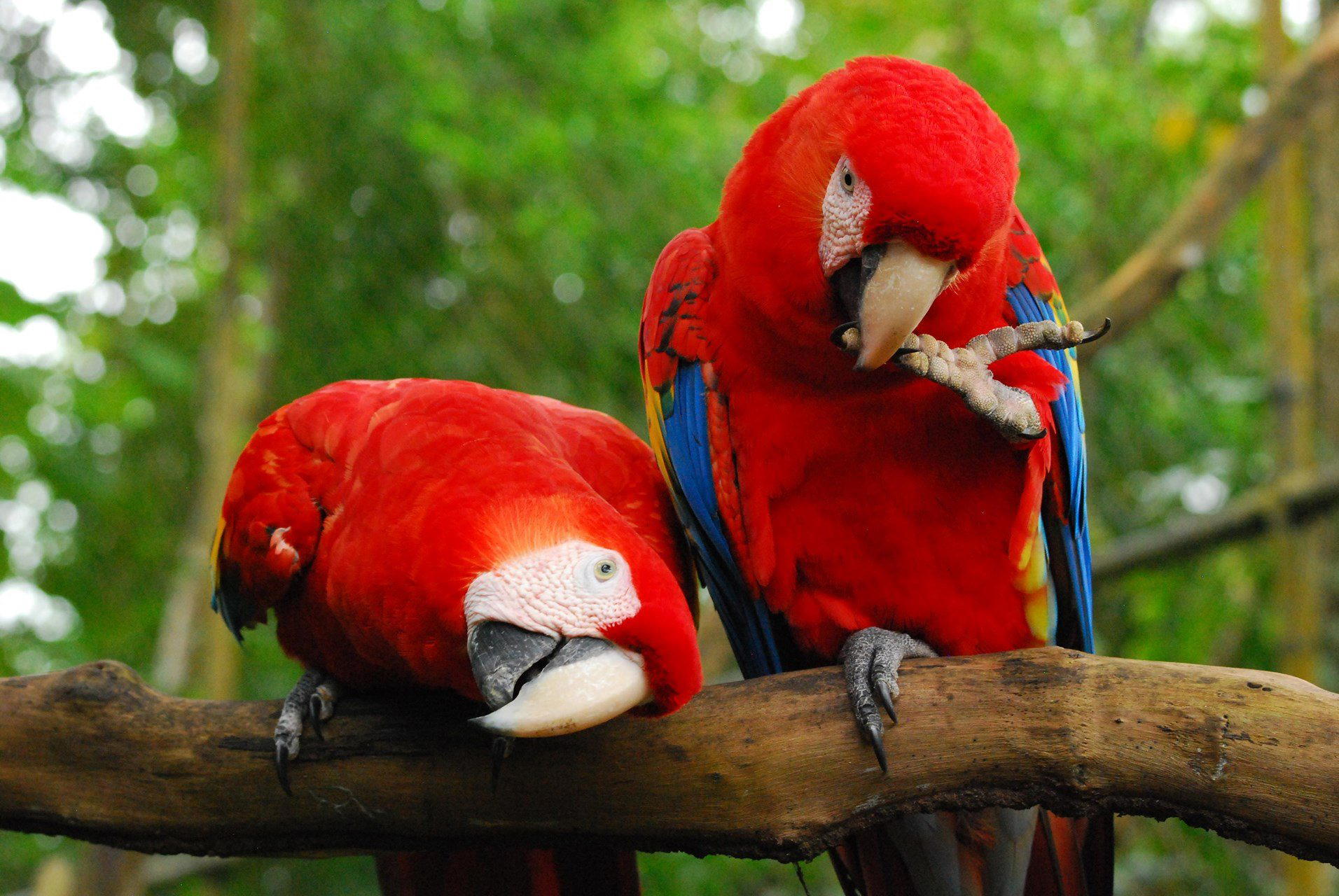 La Democracia, Belize