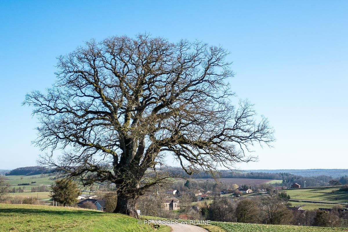 Bainville Aux Saules, France