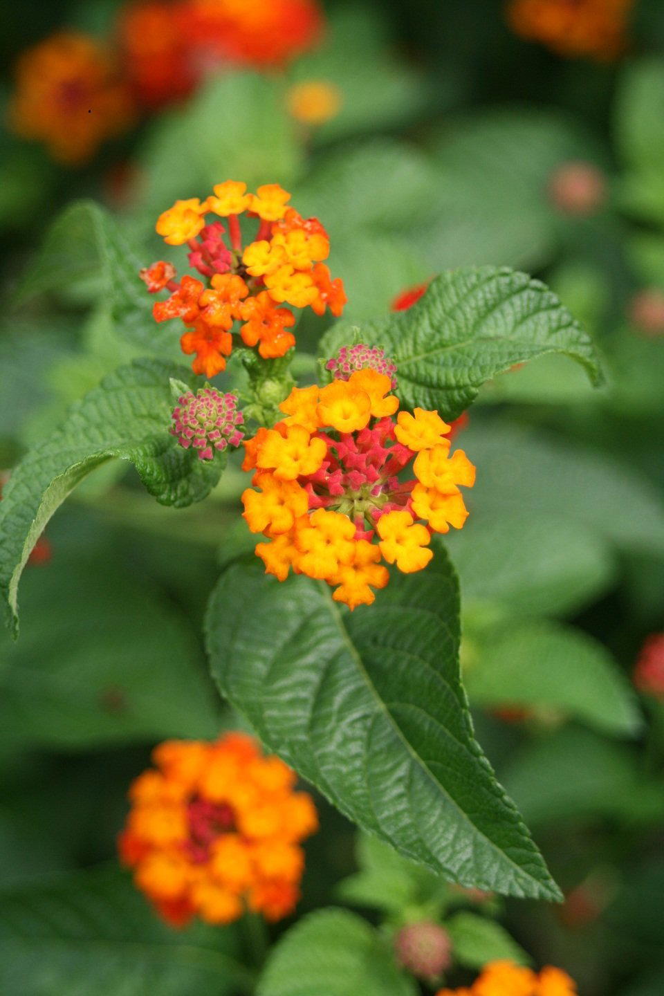 Lantana, United States