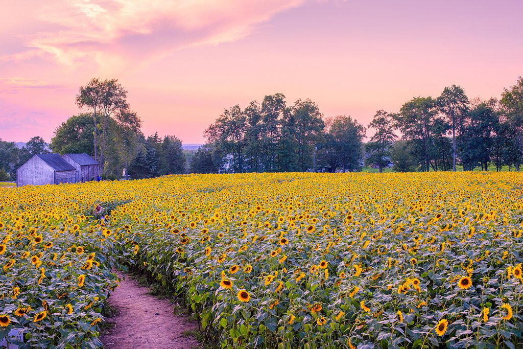 Countryside, United States