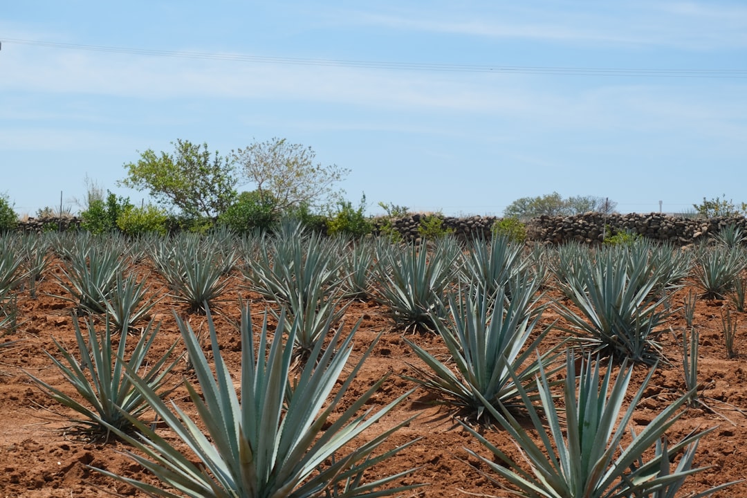 Tequila, Mexico