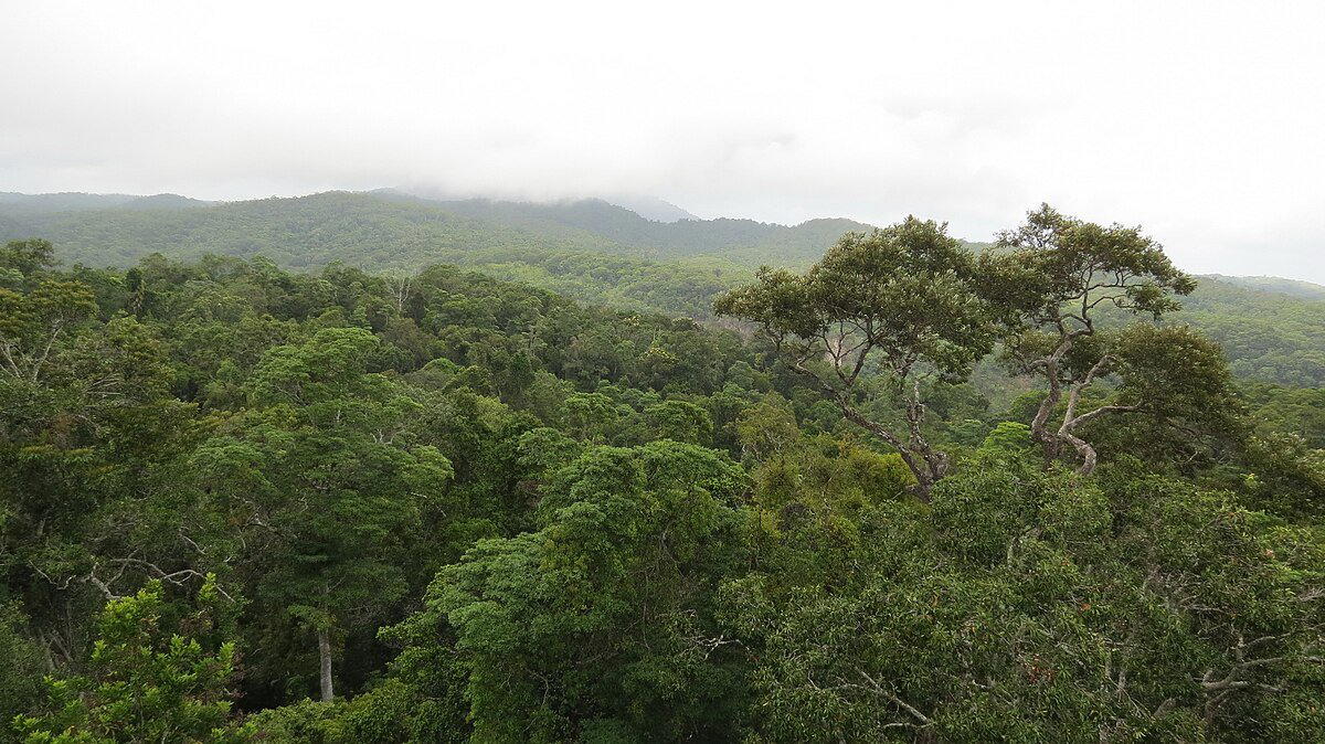 Daintree Rainforest, Australia