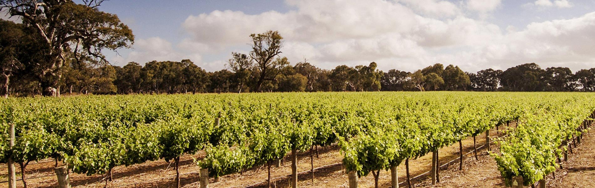 Langhorne Creek, Australia