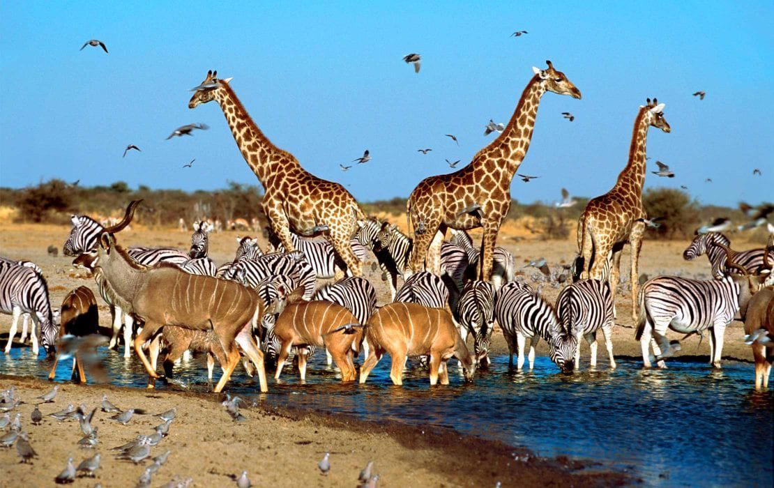 Madikwe Game Reserve, South Africa