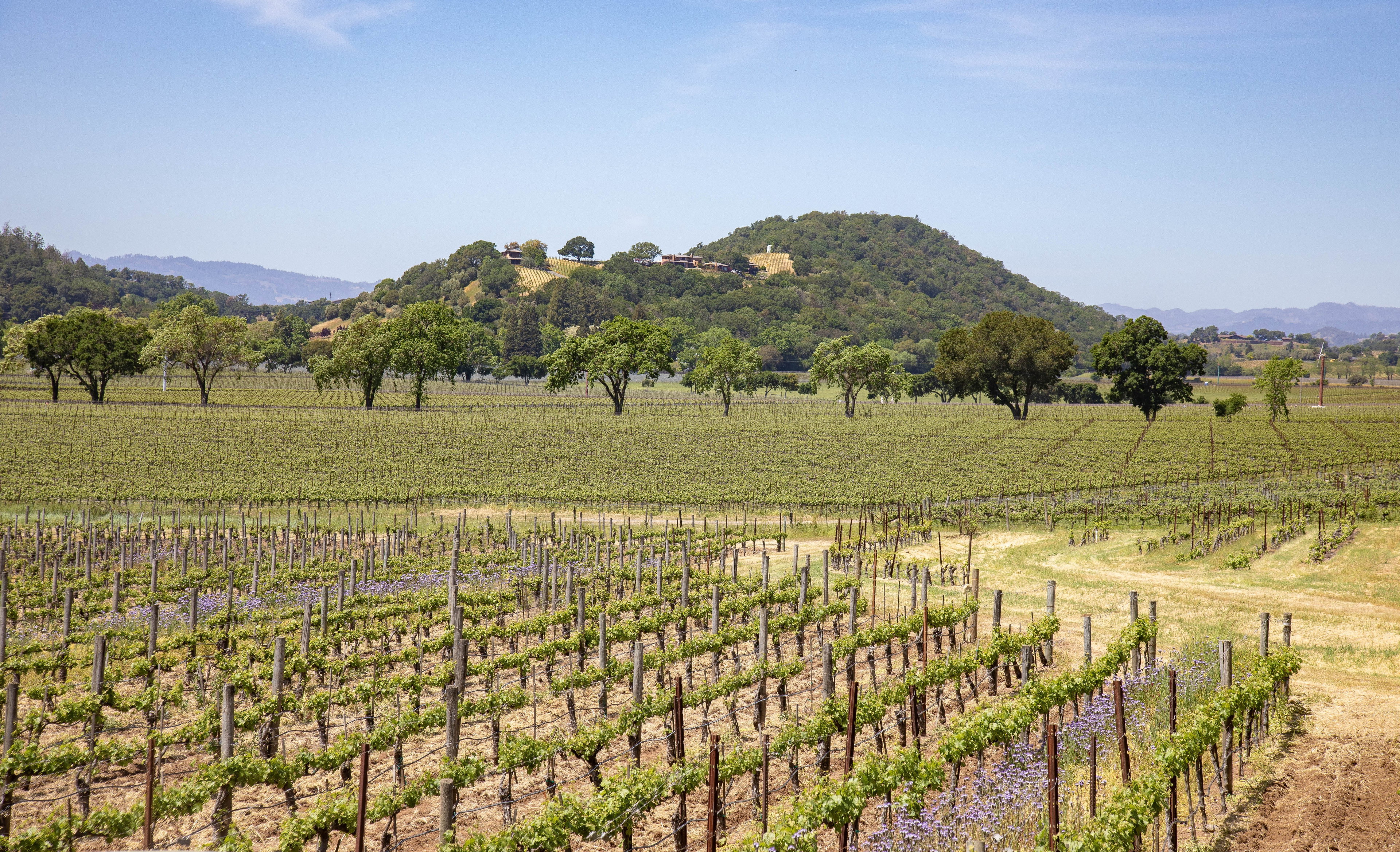 Napa, United States