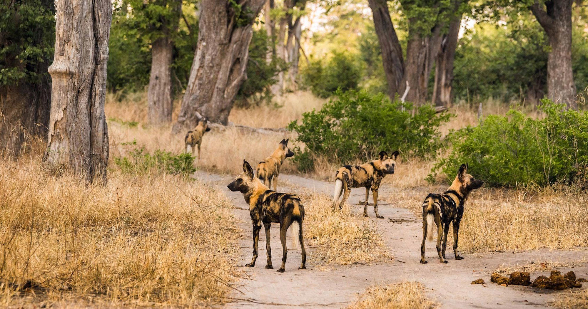 Moremi Game Reserve, Botswana