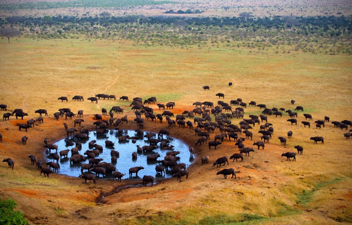 Tsavo, Kenya