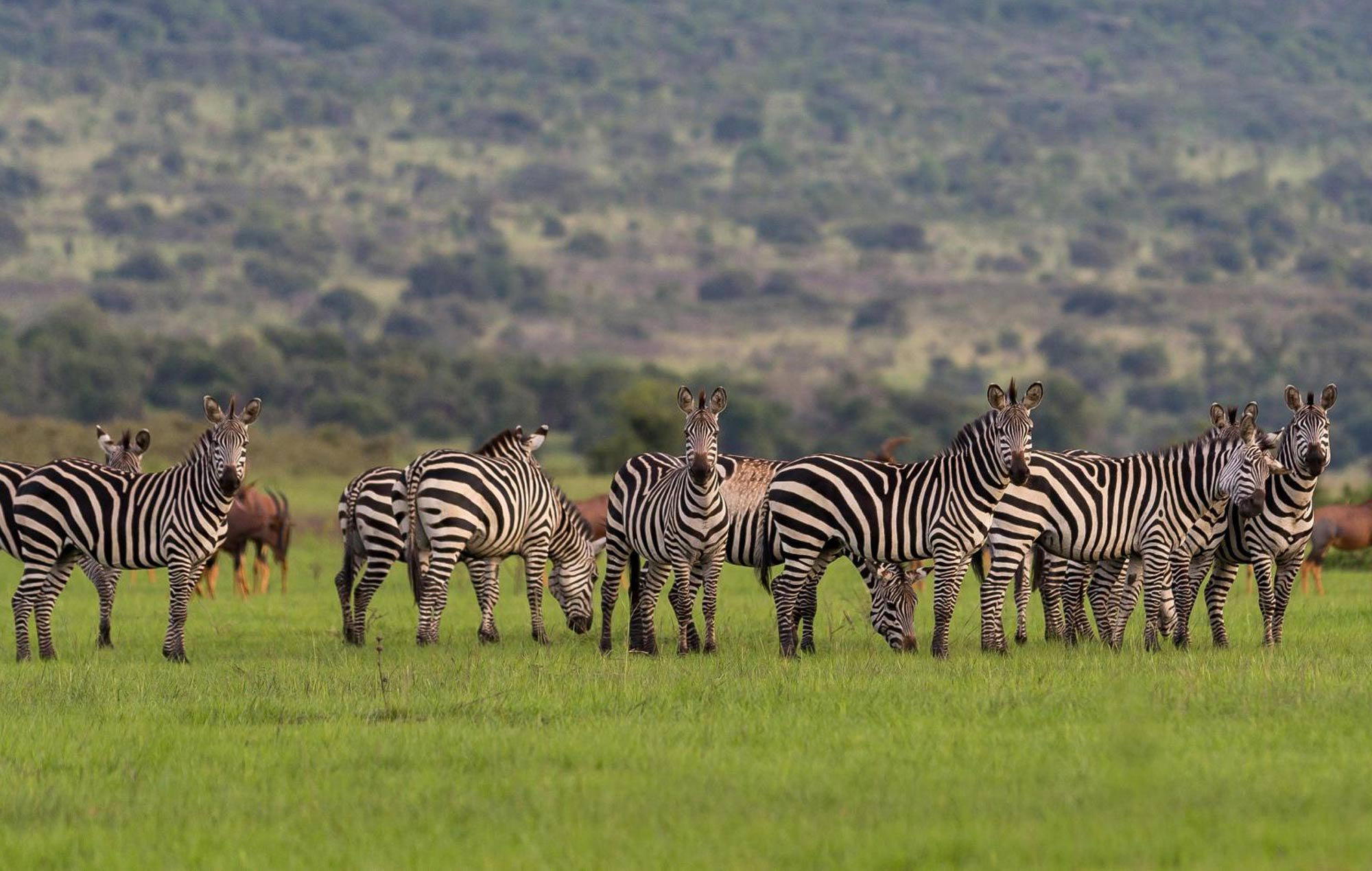 Akagera National Park, Rwanda
