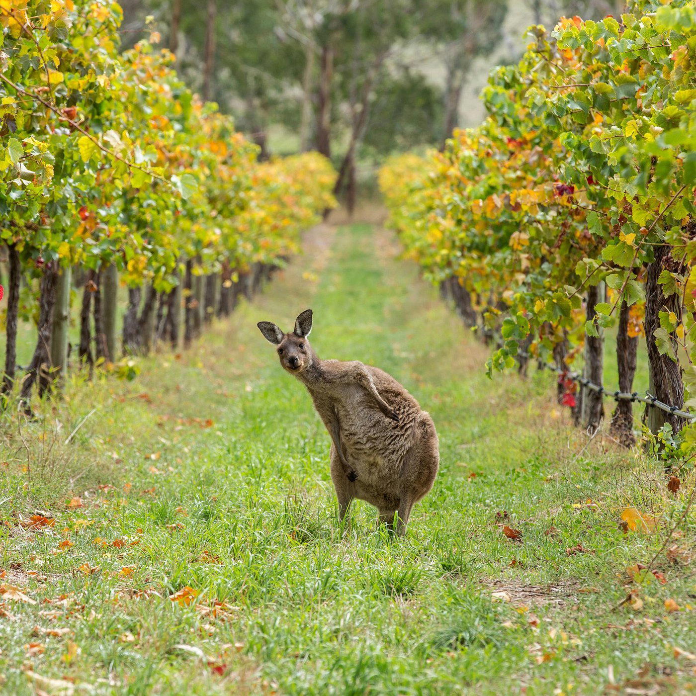 Barossa Valley, Australia