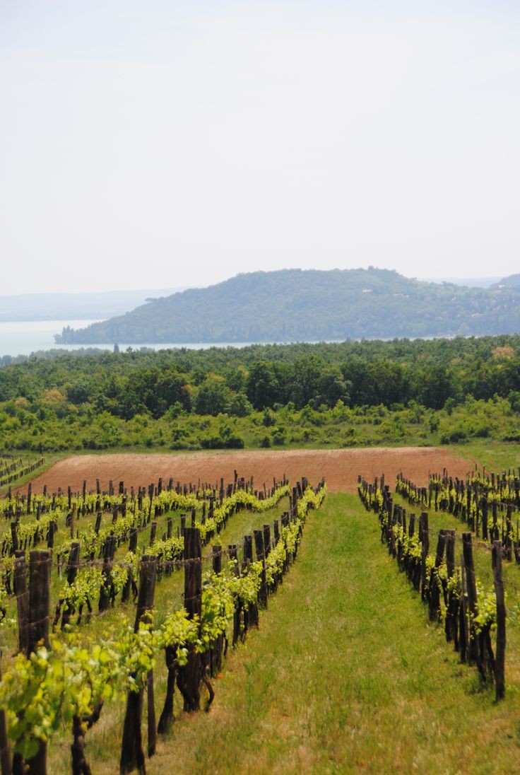 Balatonszőlős, Hungary