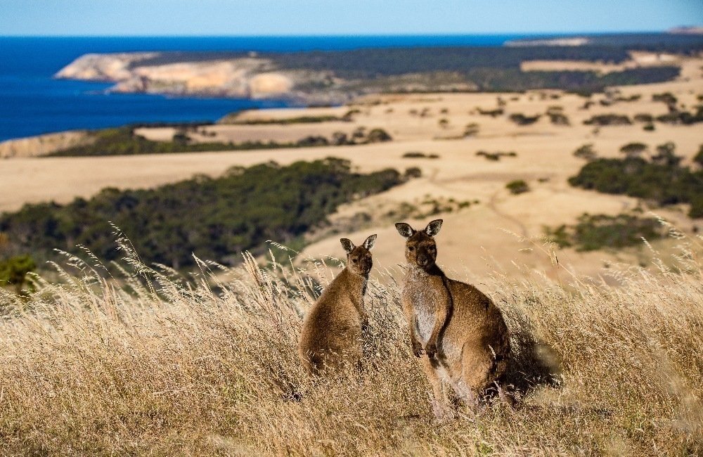 Kangaroo Island, Australia