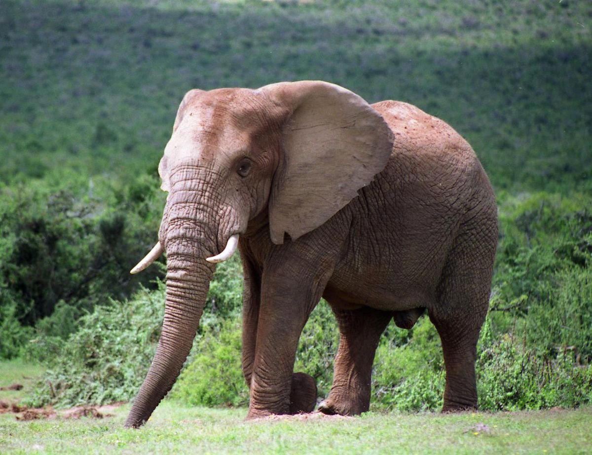 Addo, South Africa
