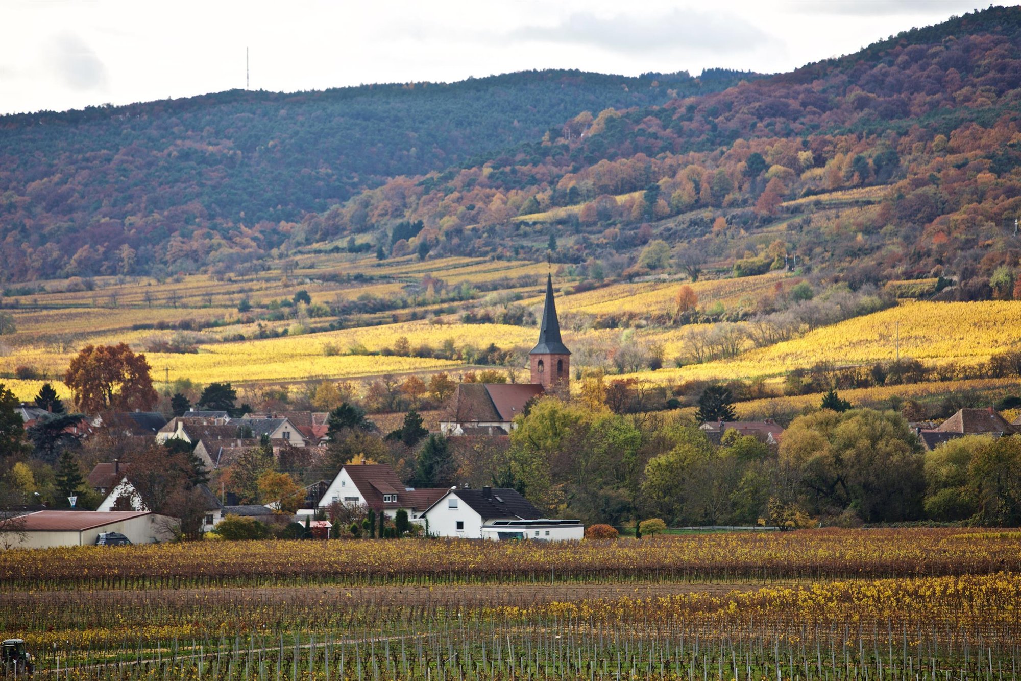 Forst an der Weinstraße, Germany