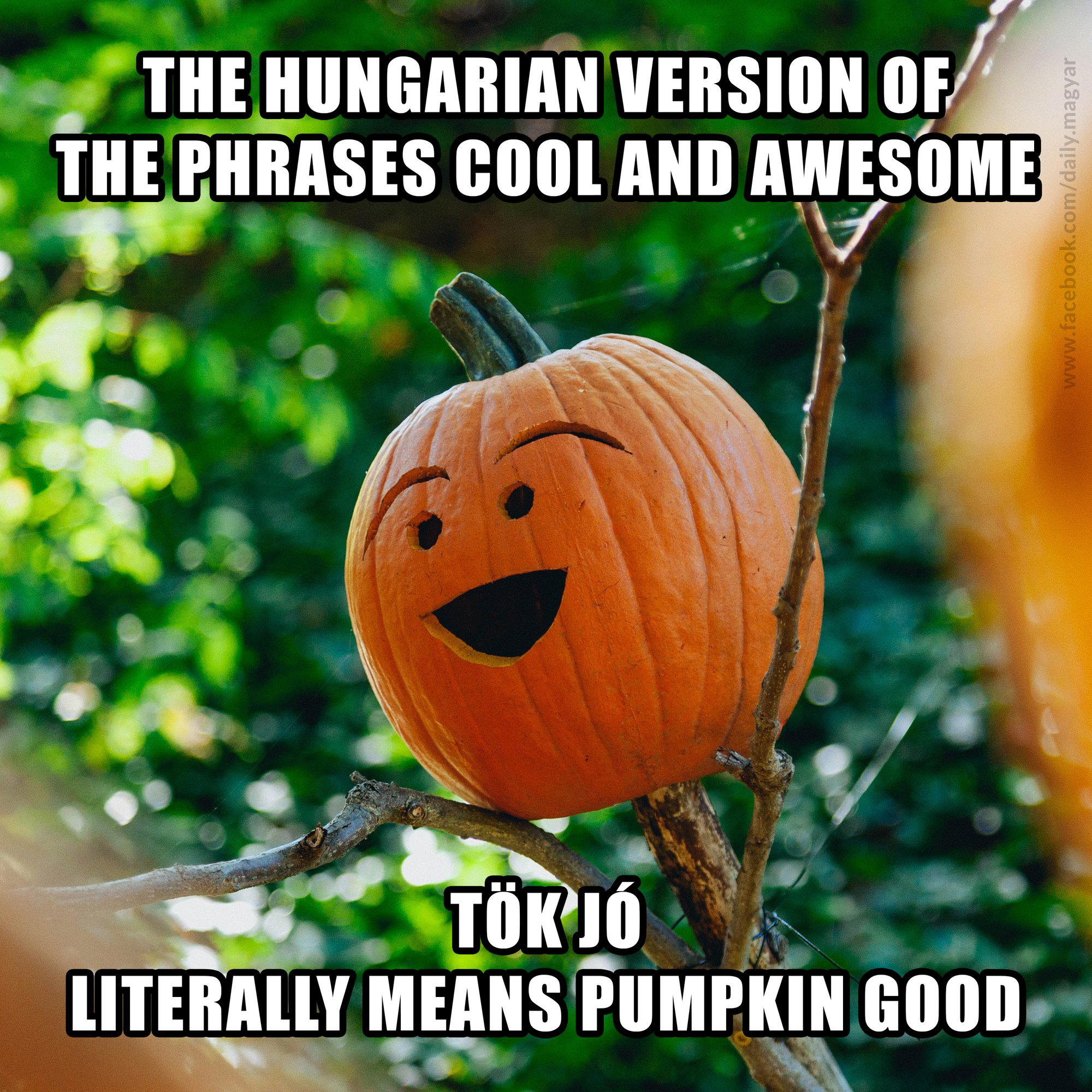 Tök, Hungary