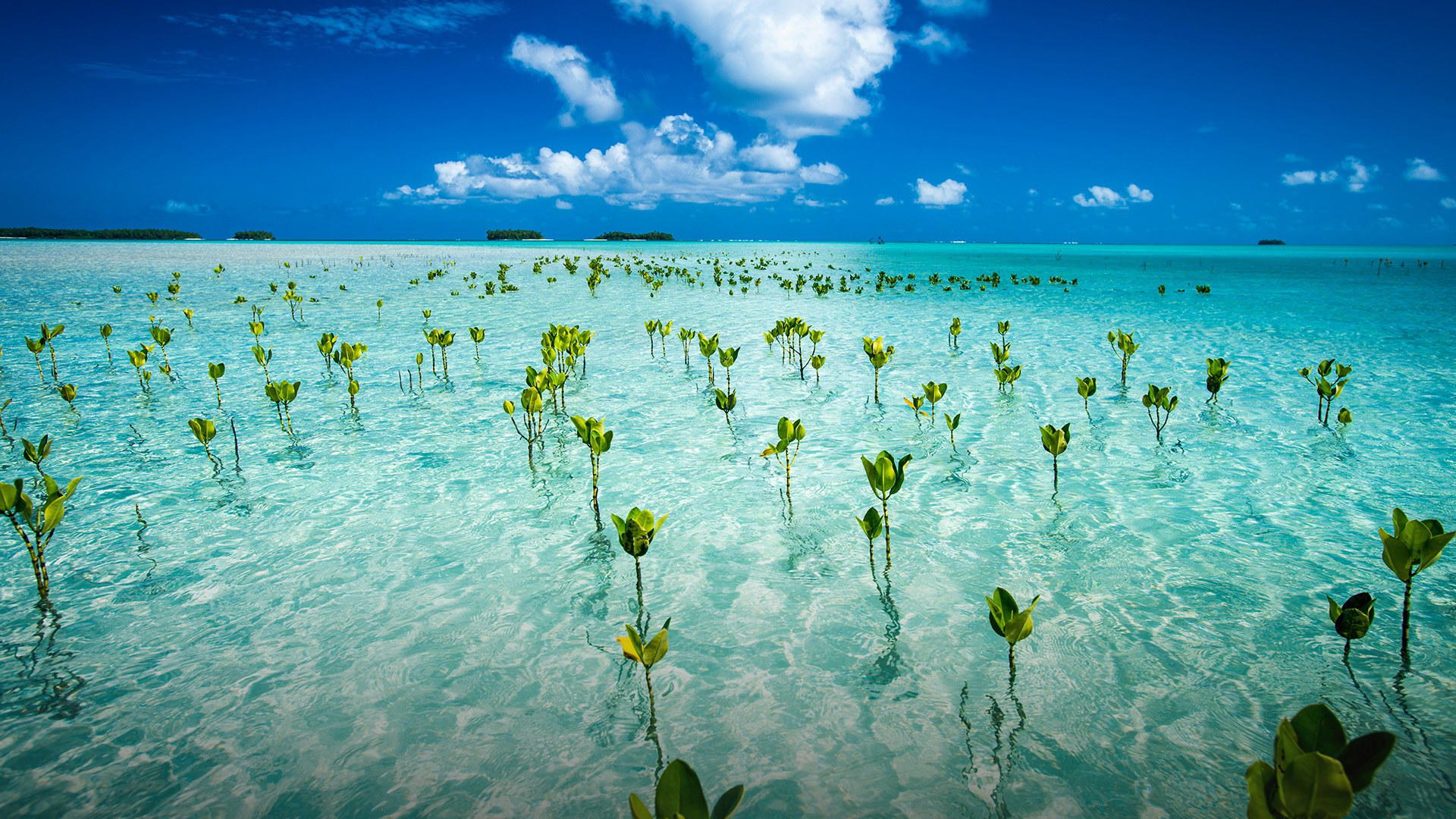 Tuvalu luxury dining and travel destination