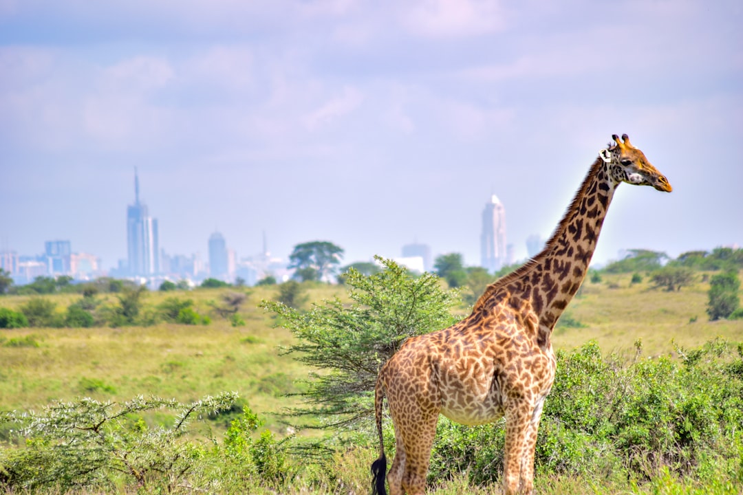 Kenya luxury dining and travel destination