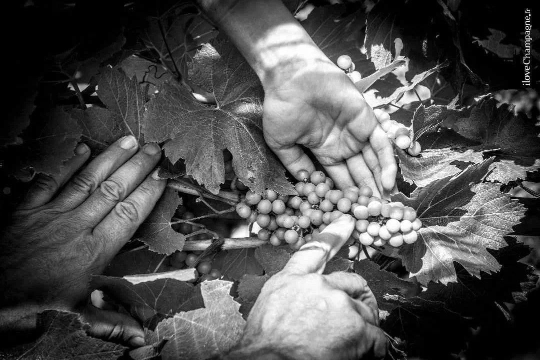Champagne from Soil to Sip