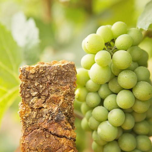 Rose & Arrow: The Geology of Good Wine