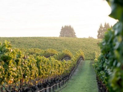 Standout California Chardonnay & Pinot Noir with Kistler winemaker Jason Kesner