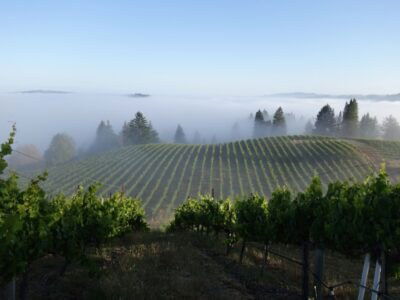 Intimate dinner with Jasmine Hirsch of California’s pioneering Hirsch Vineyards