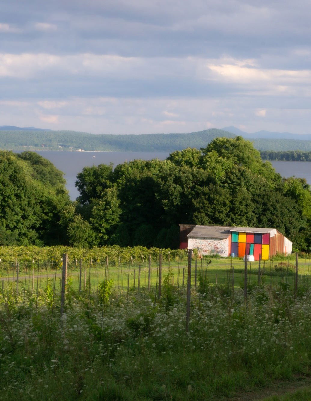 August 14, 2026 | Ellison Estate Vineyard