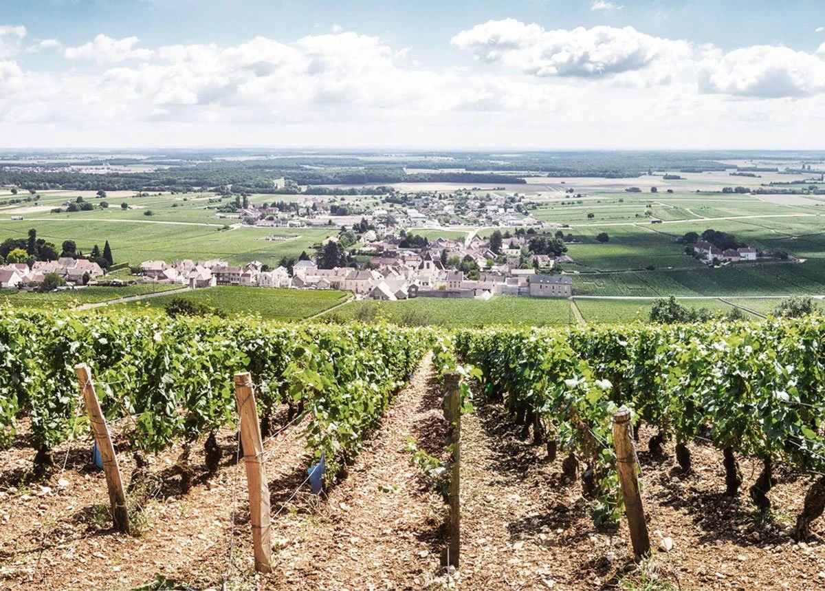 Terroirs of Chassagne-Montrachet Seminar